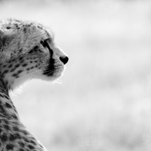 Cheetah in Black and White